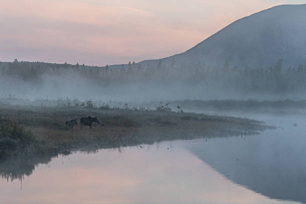 istock A moose with calf move through the fog at sunrise 1466523042