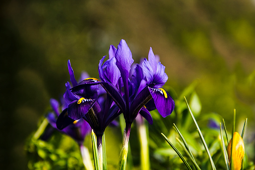 These flowers are only 4 inches high and seem to be a form of miniature Iris