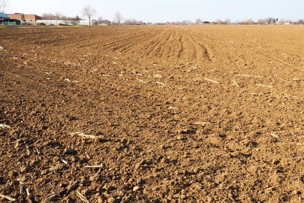Arable field ready for spring agricultural work. Furrows from the passage of a tractor or combine. Cornmeal on the ground. Fertile soil for planting. Fertilizers are the key to a good harvest stock photo