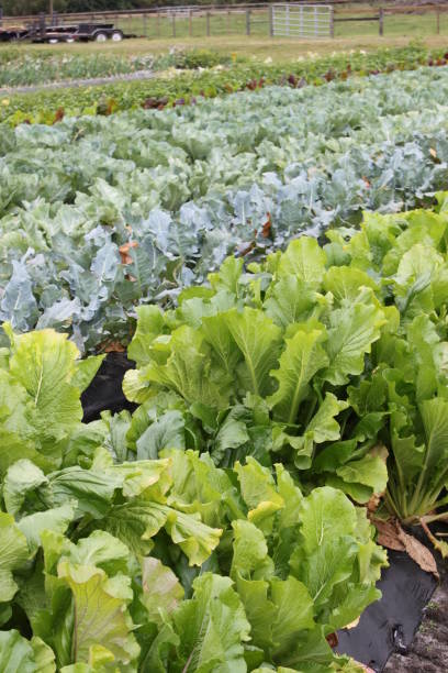istock Agricultural Vegetable Farm 1466526678