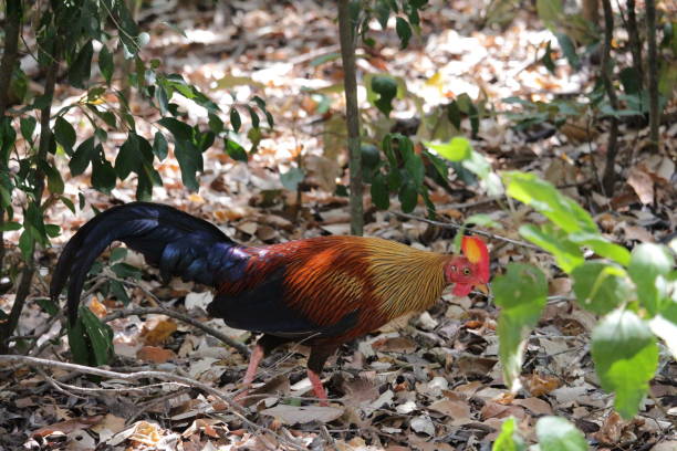 wild animal junglefowl male red junglefowl gallus gallus stock pictures, royalty-free photos & images