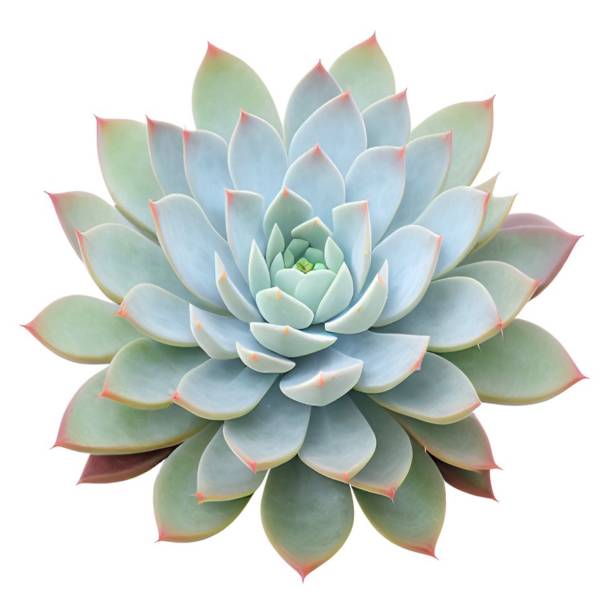 istock Colorful Succulent Plant Isolated on White Background 1466531429