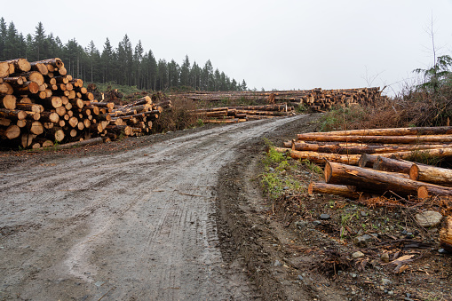 Slash and burn piles with cut logs waiting for loading for the logging industry on Vancouver Island.
