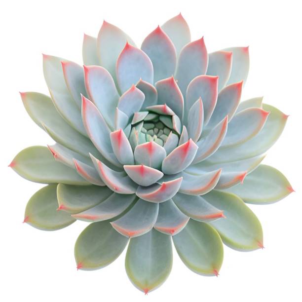 istock Colorful Succulent Plant Isolated on White Background 1466533259