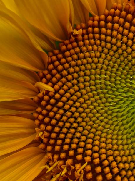 istock Beauty in the details 1466535676