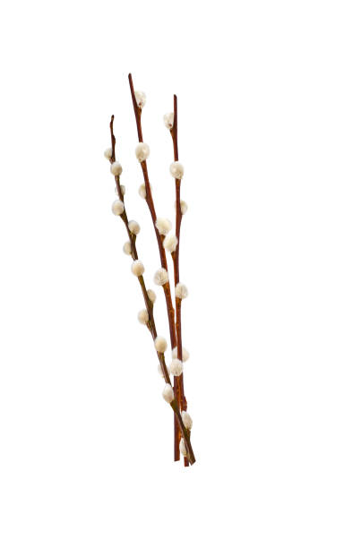 istock Three Pussy willow spring stems isolated cutout 1466535827