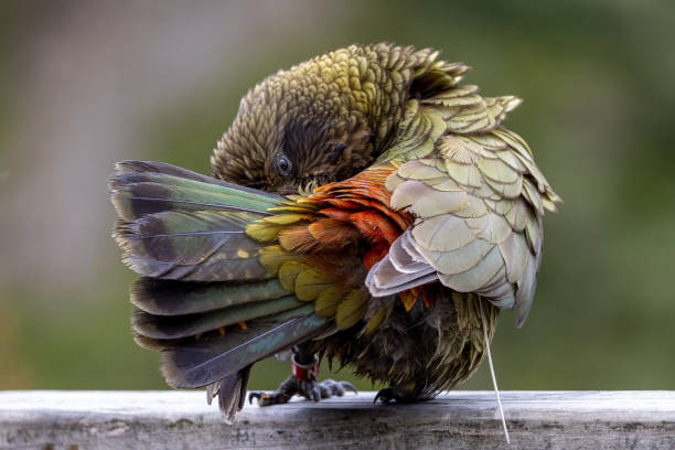 New Zealand's alpine parrot, known for its cheeky behaviour.