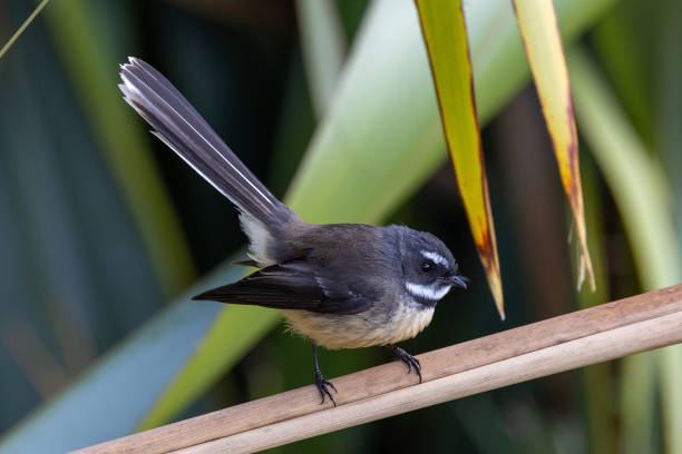 nova zelândia fantail na nova zelândia - fuliginosa - fotografias e filmes do acervo