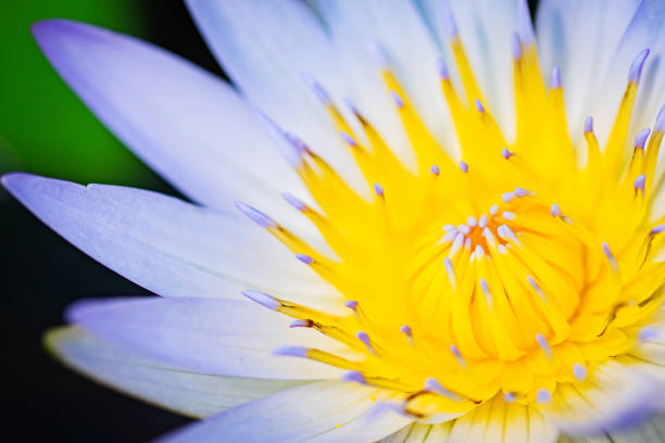 istock Close up macro lotus flower 1466538739