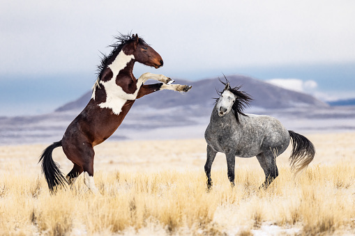 West Desert Horses Utah
