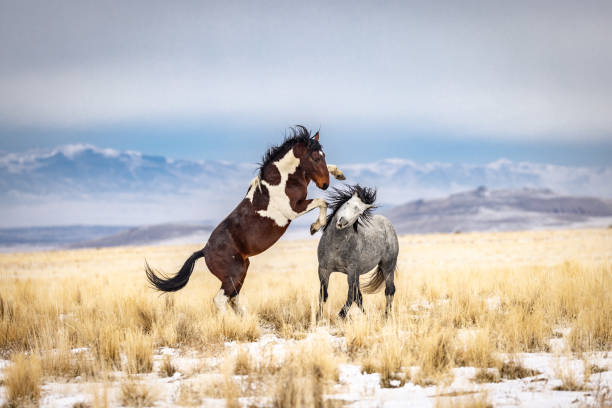 istock Horses in the Wild 1466543187