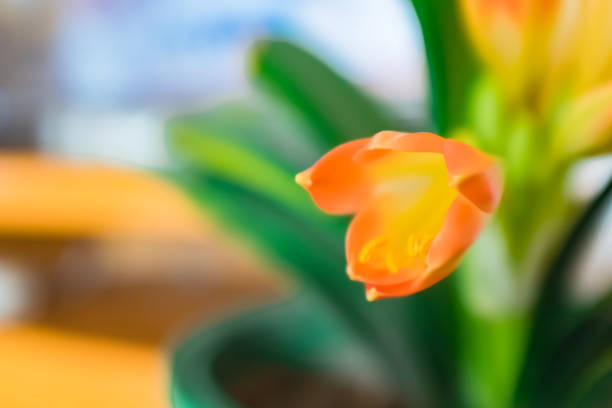 bird of paradise  - orange blossom orange tree flower stock-fotos und bilder