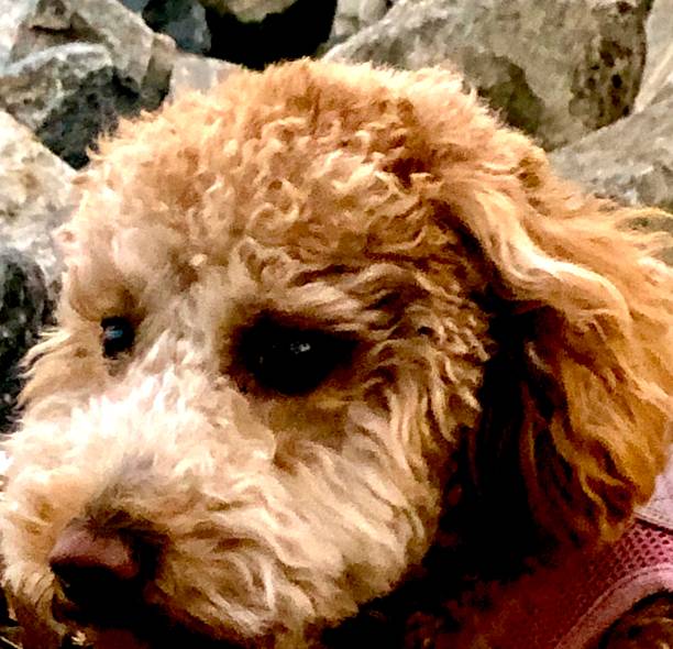 istock Miniature Goldendoodle Headshot 1466543970