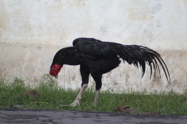 istock Black rooster at the beside road 1466544551
