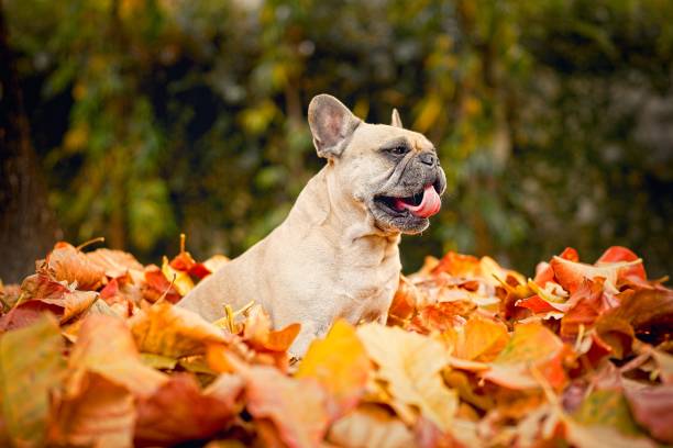 istock French Bulldog in autumn forest. 1466546436