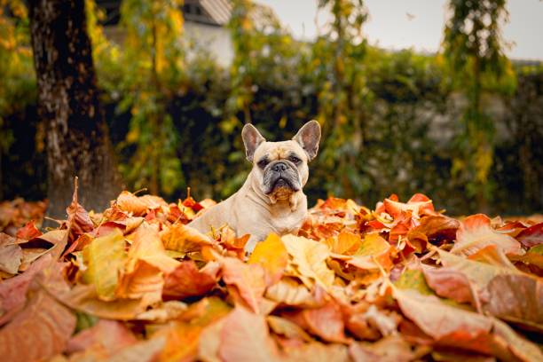 istock French Bulldog in autumn forest. 1466546439