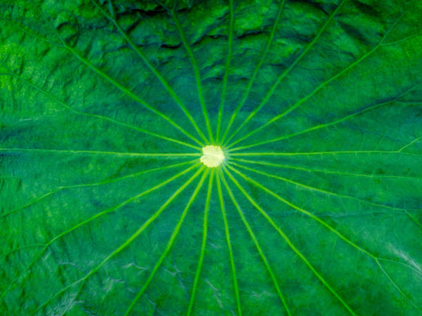 lotusblatt des heiligen lotus, des lotusstaubblattes oder des ostindischen lotus. grüner blatttexturhintergrund. - lotus outdoors nature botany stock-fotos und bilder