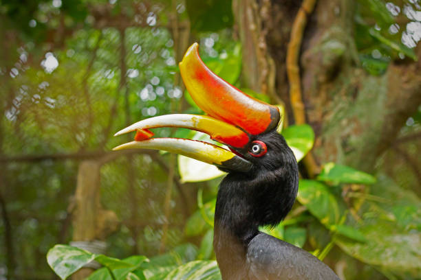 istock close up hornbill at park 1466551349
