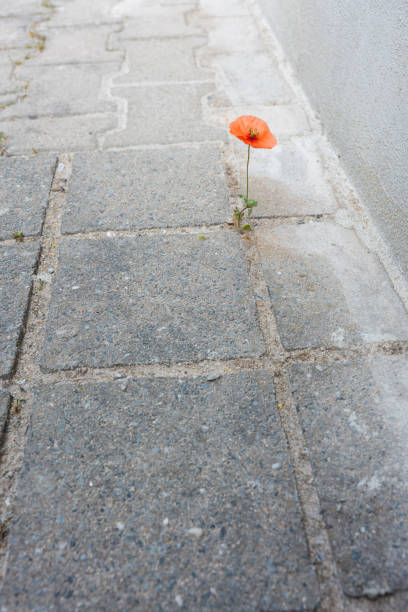 istock One lonely red poppy 1466551415
