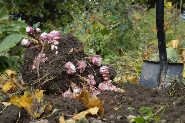 istock Harvesting Jerusalem artichoke from the soil with a shovel 1466553408