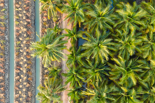 Aerial view of Coconut palm trees farm in Thailand.  Agriculture field