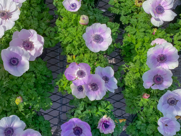 светло-розово-голубые цветы анемона мака в цветочных горшках, крупным планом - poppy pink close up cut flowers стоковые фото и изображения