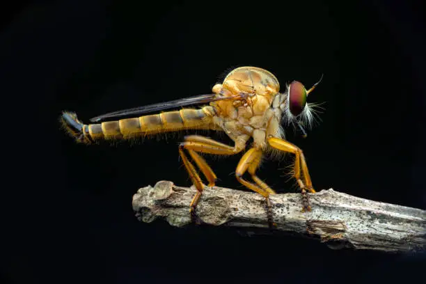 Closeup photo of a male golden robberfly assasin fly on a branch dark black background