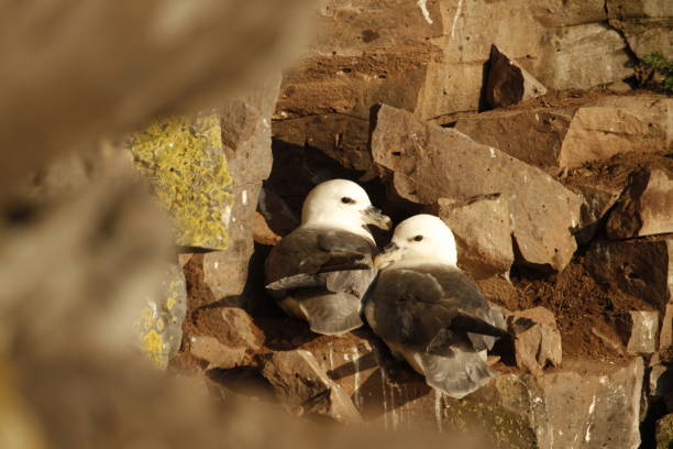 istock Two Northern Fulmars nesting on a cliff in Iceland 1466558500