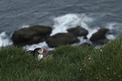 A single Atlantic Puffin (Fratercula arctica) cozy at a cliffside nest, with rocks, surf, and ocean in the distance. Taken at the Latrabjarg bird cliffs in the Westfjords of Iceland.
