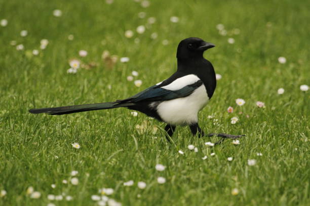 istock Eurasian Magpie walking through grass field with small white flowers 1466558630