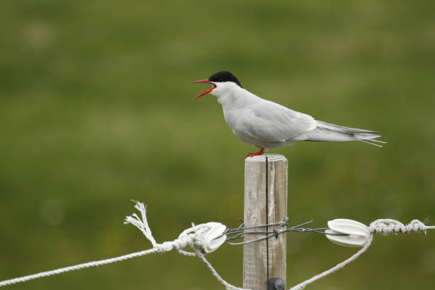Side close up of a single Arctic Tern (Sterna paradisaea) calling from atop a rope, metal, and wooden fence post. Taken in Iceland