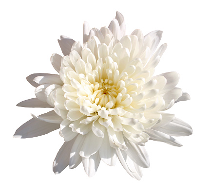Beautiful White chrysanthemum isolated on white background.