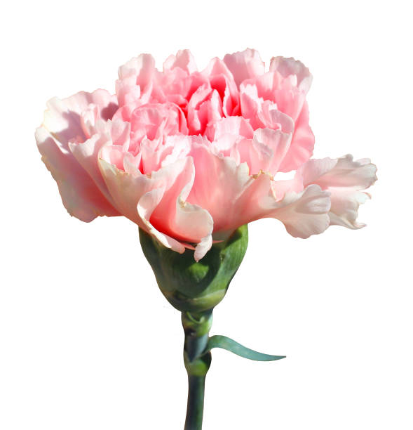 Carnation 'Royal Damascus', a picotee pink carnation.