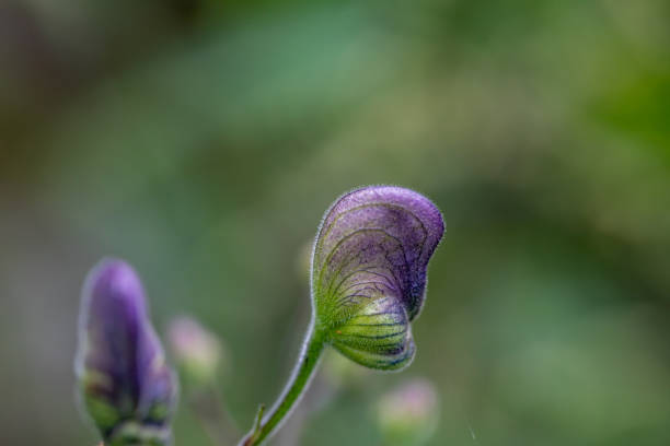 flowers captured in Bohinj valley Slovenia