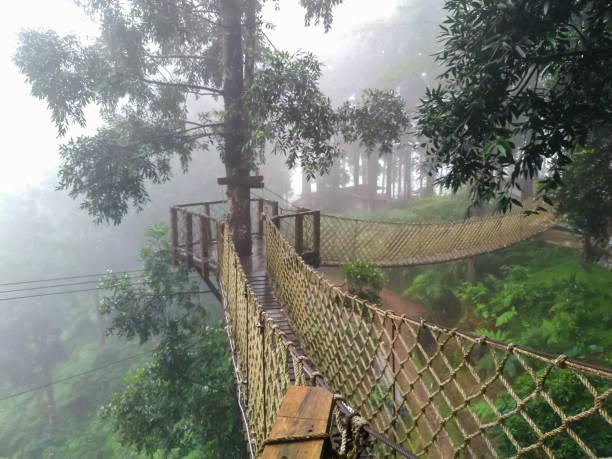 Corner of wooden hanging bridge at the dark and misty rain forest Corner of wooden hanging bridge at the dark and misty rain forest tropical rainforest canopy stock pictures, royalty-free photos & images