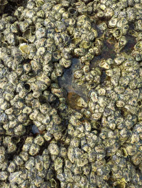 Photo of oyster clams and barnacles on the rocks