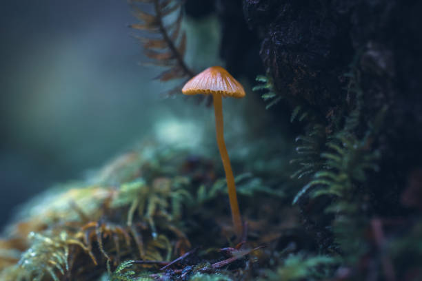 Vancouver Island Forest Wilderness area located on southern Vancouver Island. saanich peninsula photos stock pictures, royalty-free photos & images