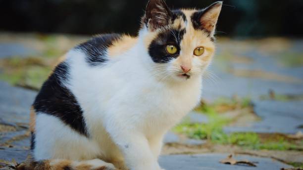 istock Pet cats in the park 1466563645