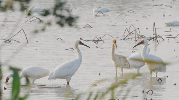 istock Migratory birds in Poyang Lake 1466564093