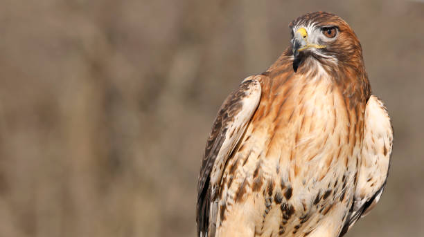 istock Red-tailed Hawk portrait wit brown background, Quebec, Canada 1466564674