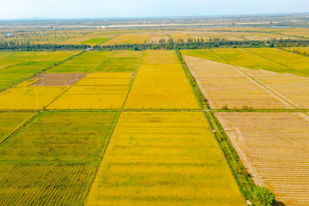 istock Aerial photography rice field farm 1466565170
