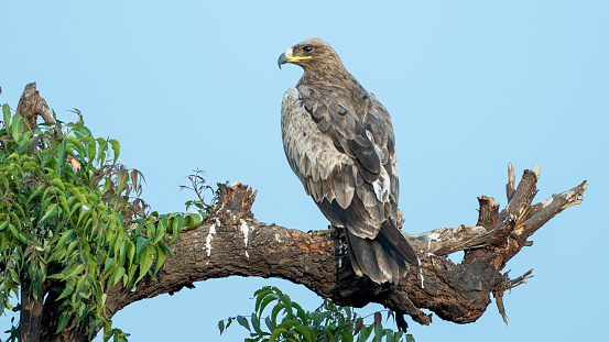 The tawny eagle (Aquila rapax)