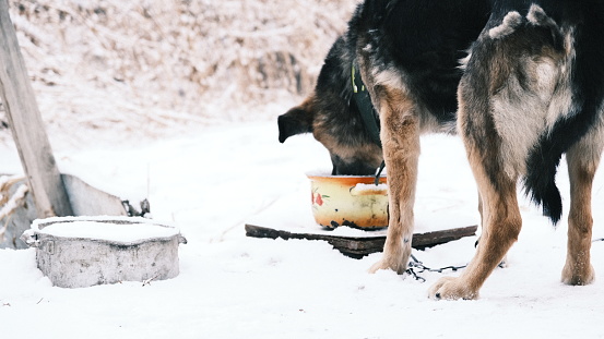 Watchdog is eating in winter yard