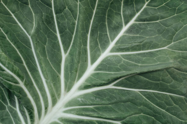 istock Close up view of green fresh cabbage leaf 1466580644
