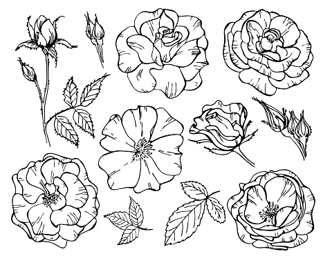 Set of roses flowers outline on white background. Vector illustration. Perfect for invitations, greeting cards, postcard, fashion print, banners, poster for textiles, fashion design.