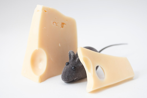 Gray mouse looks out from the pieces of cheese.