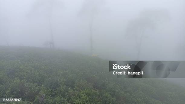 Cloud Bread Ih The Garden Tea Stock Photo - Download Image Now - Air Itam, Backgrounds, Beauty In Nature