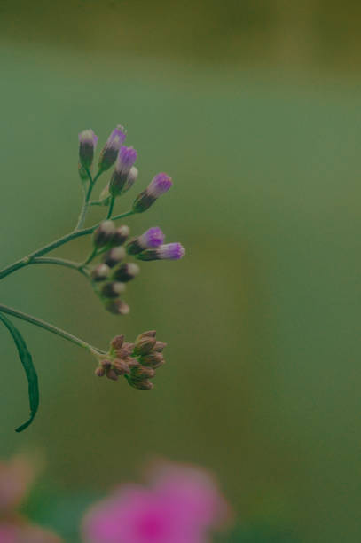 istock newly grown flowers are purple 1466583086