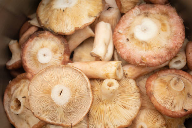 istock Pink mushrooms in bowl 1466583530