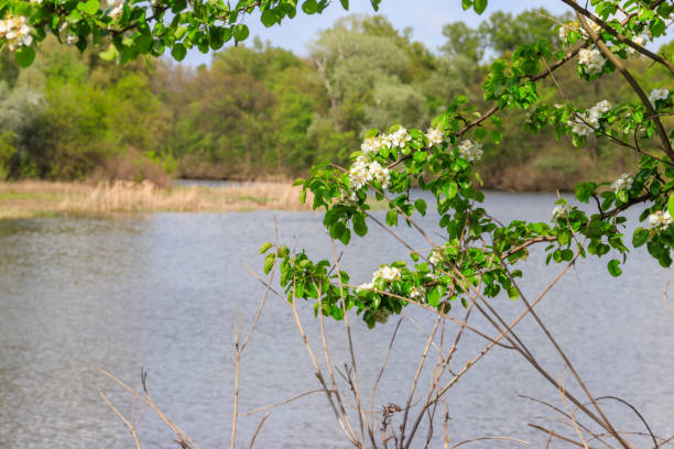 istock White blooming branch of pear tree on a background of river at spring 1466587698